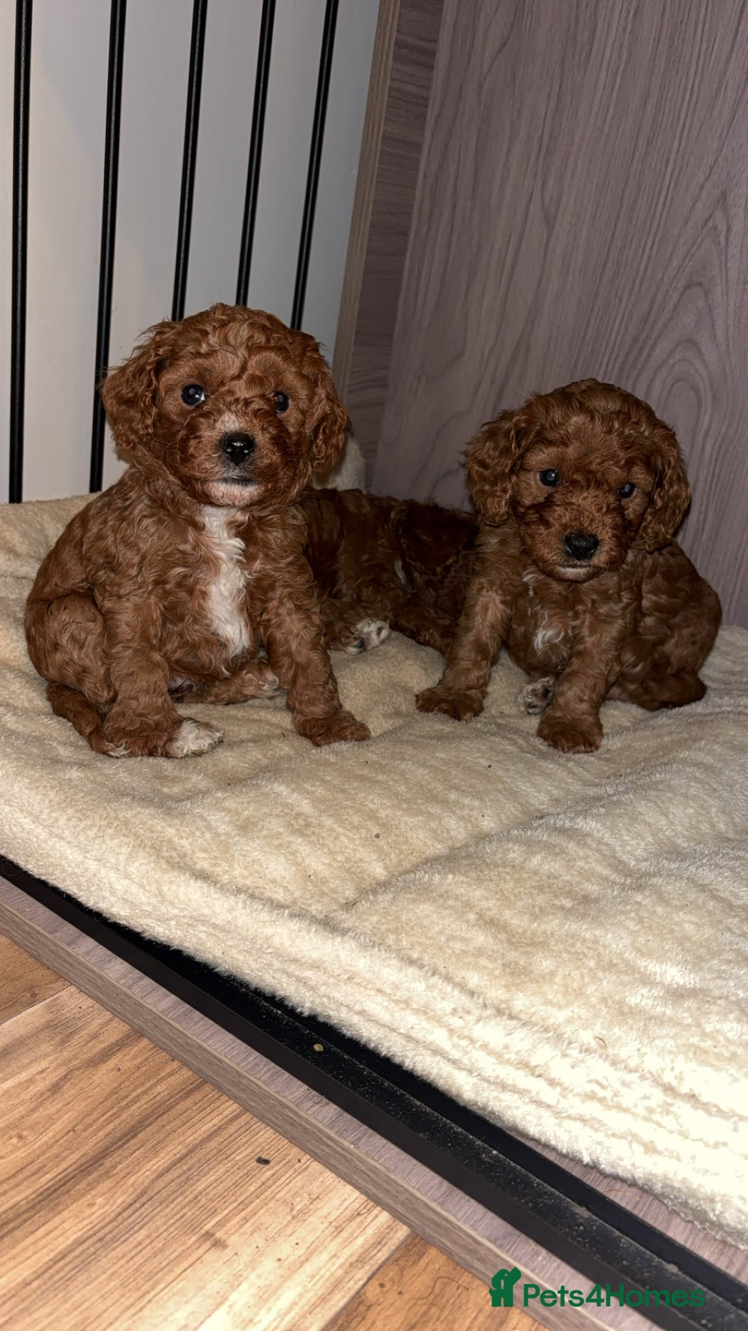 Cavapoo dogs for sale: Cavapoo F1B LAST GIRL AVAILABLE ♥️ - Advert 12
