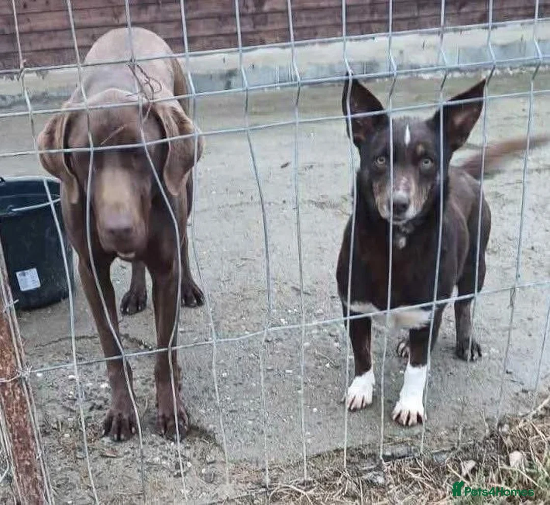 Mixed Breed dogs for adoption: India - Norwich Norfolk  - Advert 20