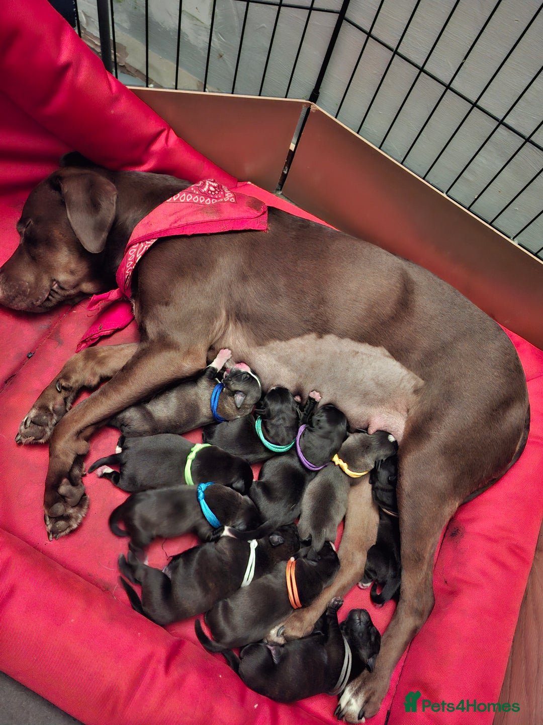 Mixed Breed dogs for sale: Lab/ staffys - Image 1