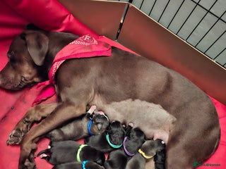 Mixed Breed dogs - Advert 6