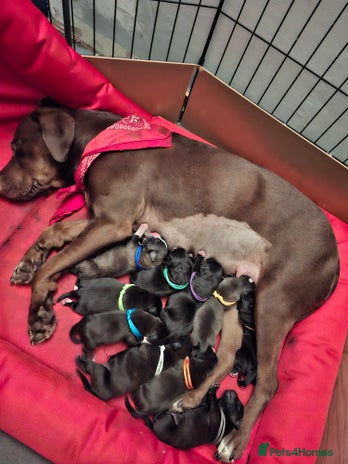 Mixed Breed dogs - Advert 17