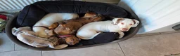 Dachshund dogs for sale: Male dashhound dappled  - Advert 6
