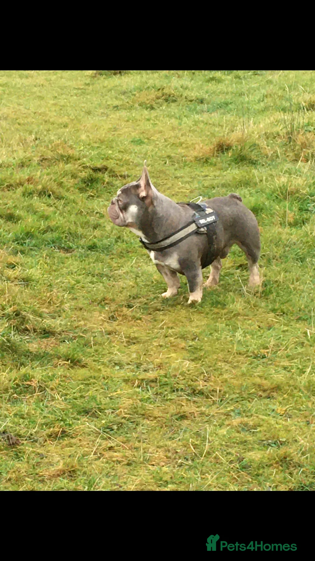 French Bulldog dogs for stud: RFG-FBCE-BVA LILAC & TAN KC French Bulldog studs  in Darlington - Advert 7