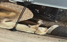 Ferret rodents for sale: 4 males with enclosure  - Image 6