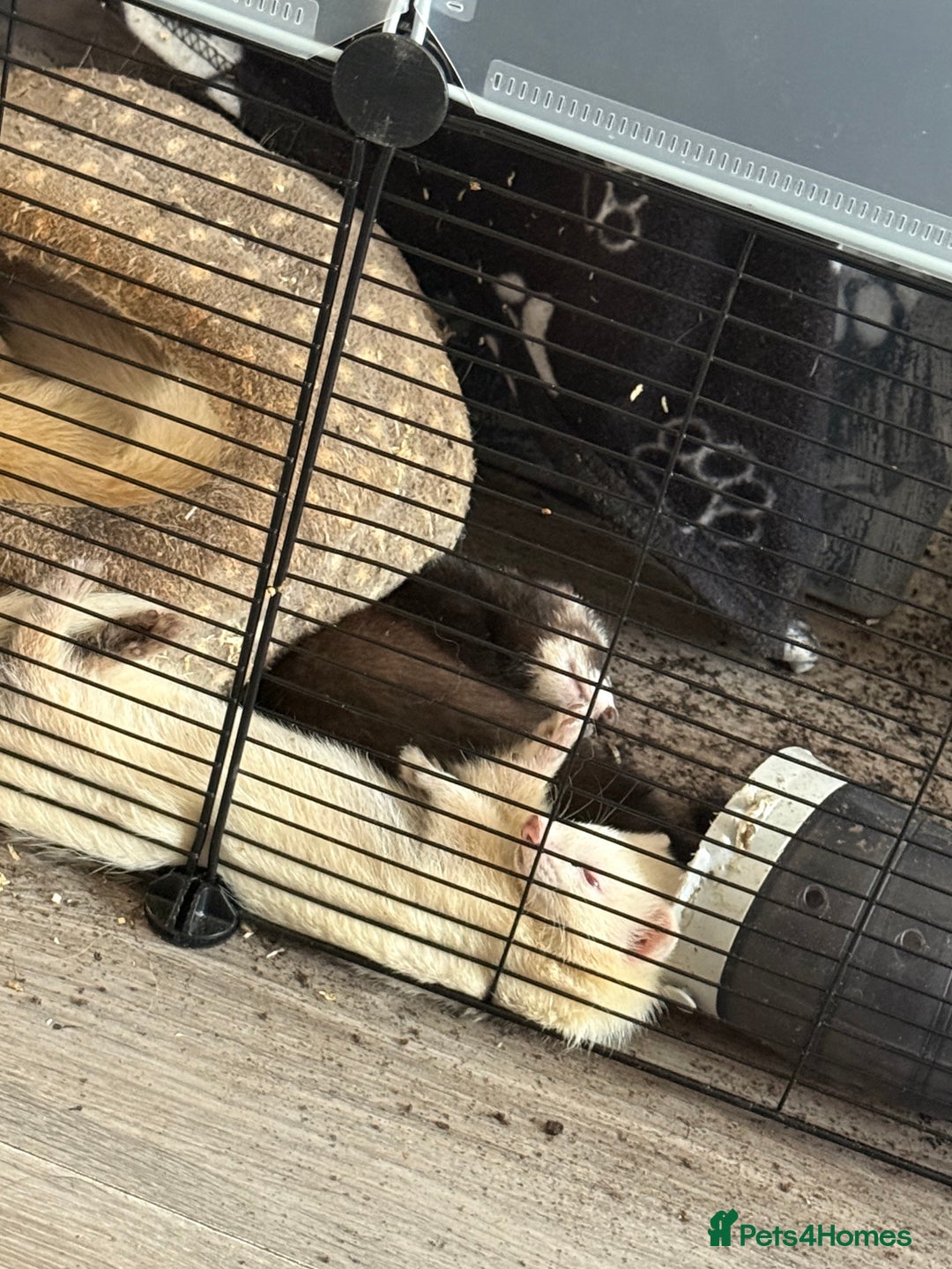 Ferret rodents for sale: 4 males with enclosure  - Image 6