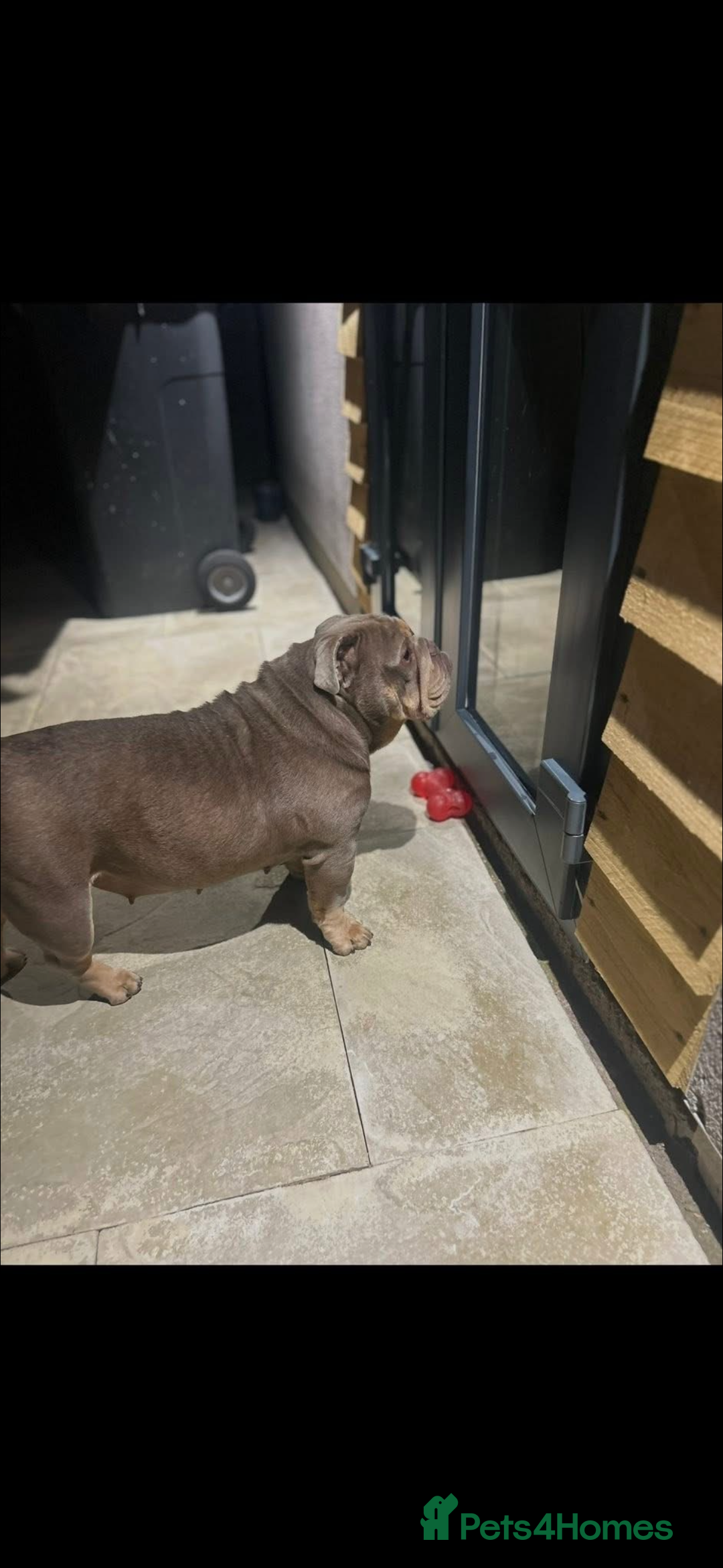 English Bulldog dogs for sale: Fully suited lilac British bulldog - Advert 3