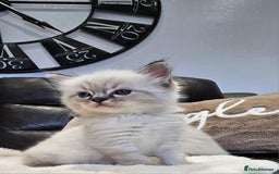 Ragdoll cats for sale: Stunning ragdoll kittens  - Advert 10