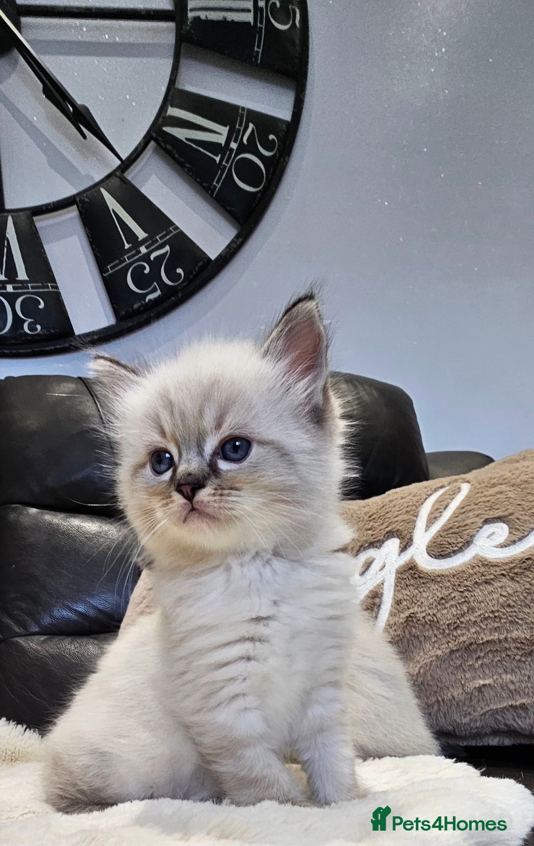 Ragdoll cats for sale: Stunning ragdoll kittens  - Advert 10
