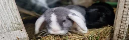 Dwarf Lop rabbits for sale: Adorable, Friendly. Laidback Dwarf Lop Boys 🐰🥰 - Advert 17