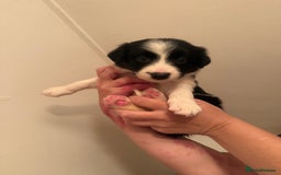 Border Collie dogs for sale: Border collie pups - Image 15