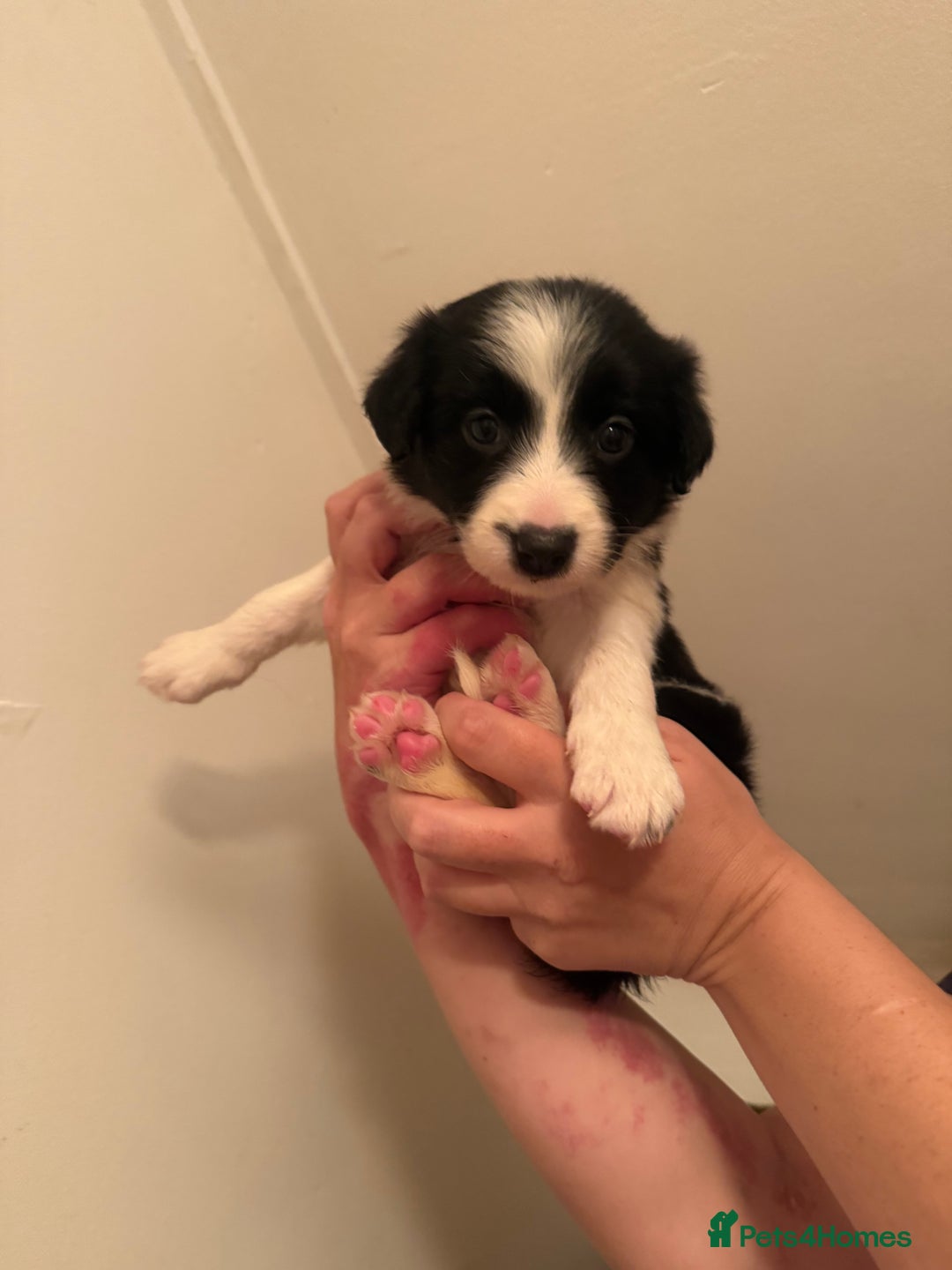 Border Collie dogs for sale: Border collie pups - Image 15