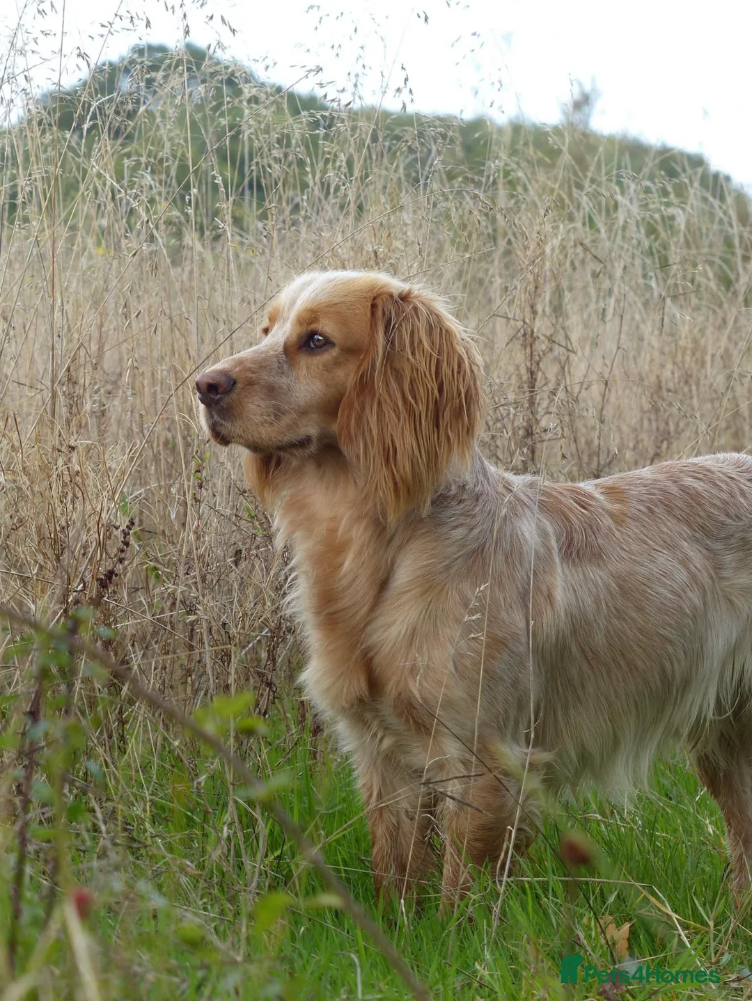 Cocker Spaniel dogs for stud: John- 3rd generation Elishade cocker  - Advert 4