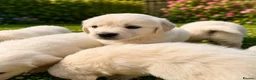 Golden Retriever dogs for sale: EXTENSIVELY HEALTH TESTED INTERNATIONAL PEDIGREE - Advert 6