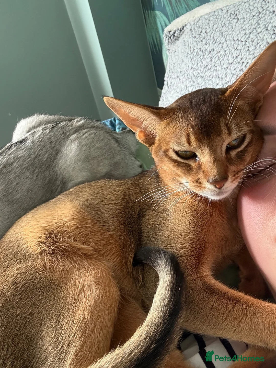 Abyssinian cats for sale: ⭐️Two Boys Abysynnian Available  - Advert 2