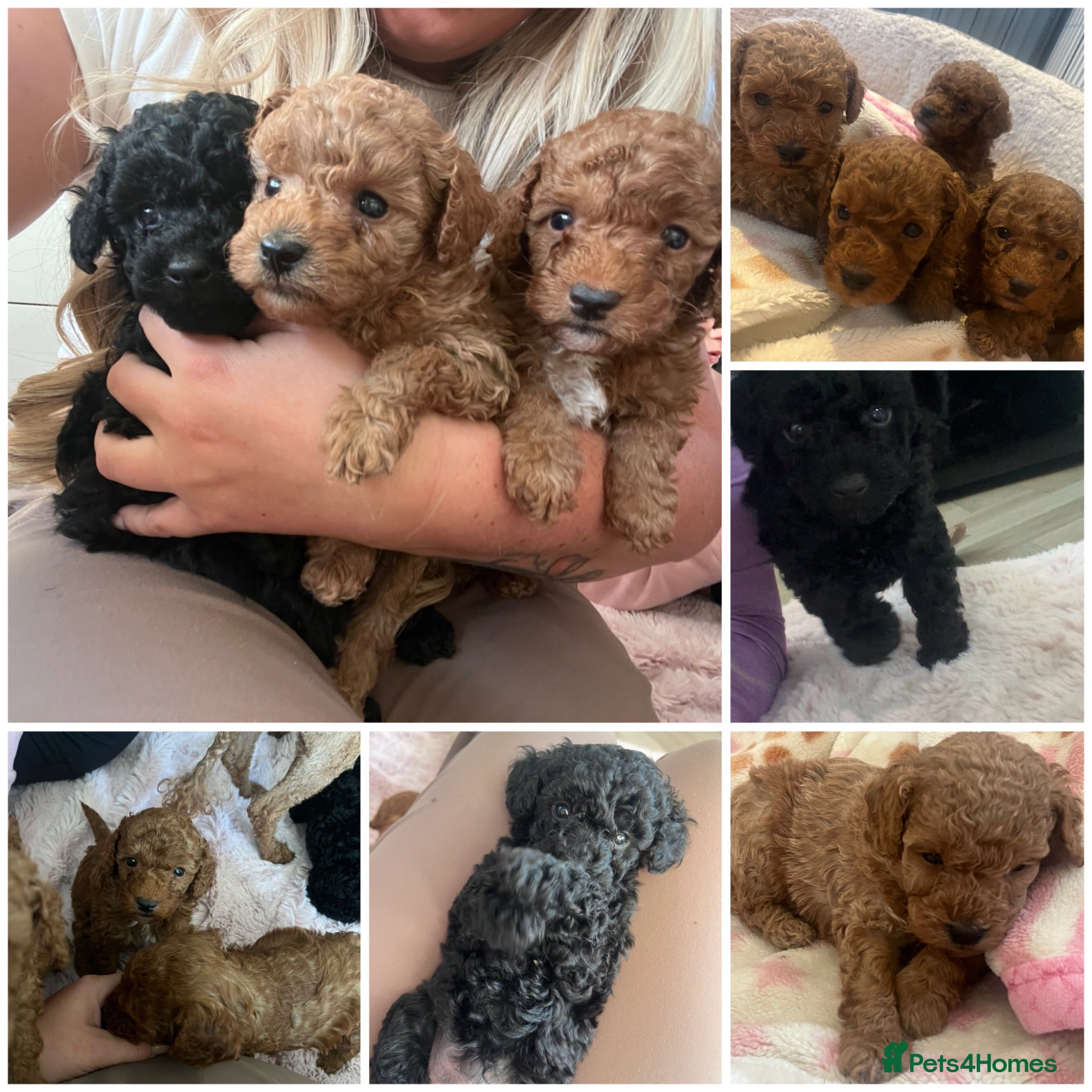 Toy Poodle dogs Toy poodle puppies  - Advert 10