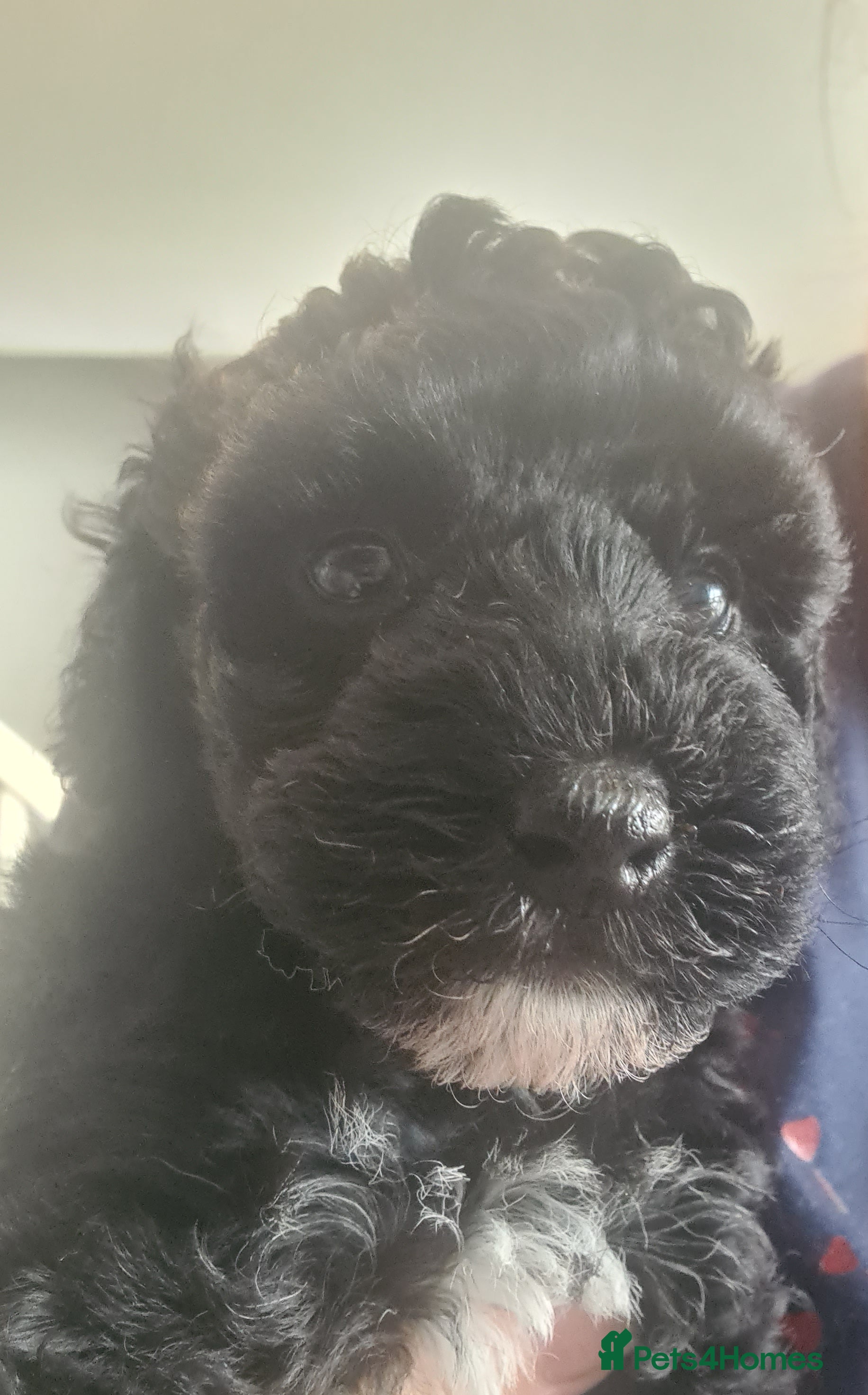 Poochon dogs Beautiful poochon pups - Advert 2