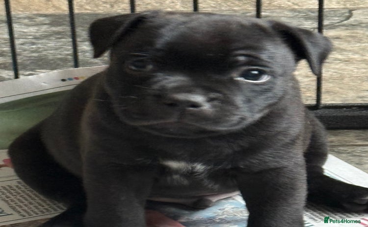 Staffordshire Bull Terrier dogs - Advert 8