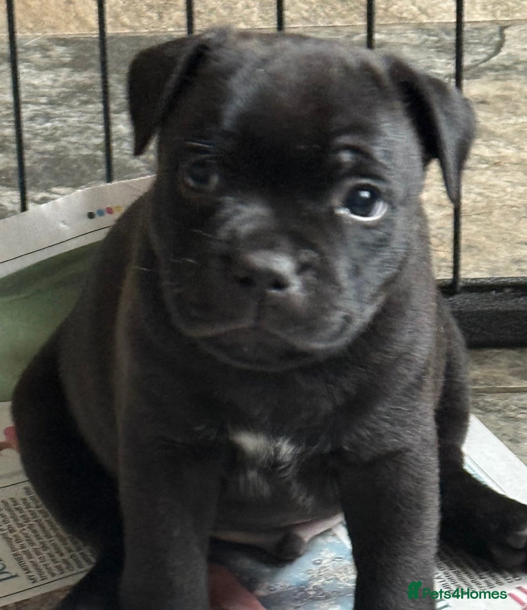 Staffordshire Bull Terrier dogs for sale: Beautiful male puppy of Harkline pedigree - Image 1