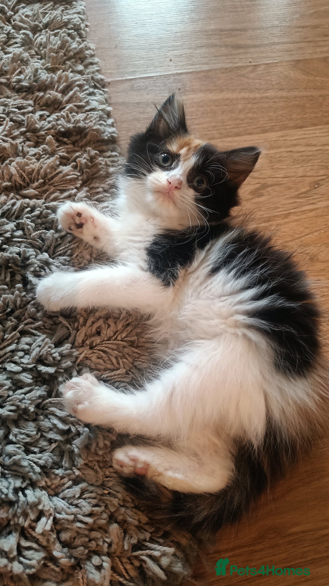 Mixed Breed cats for sale: Fluffy cute kittens available  - Image 12