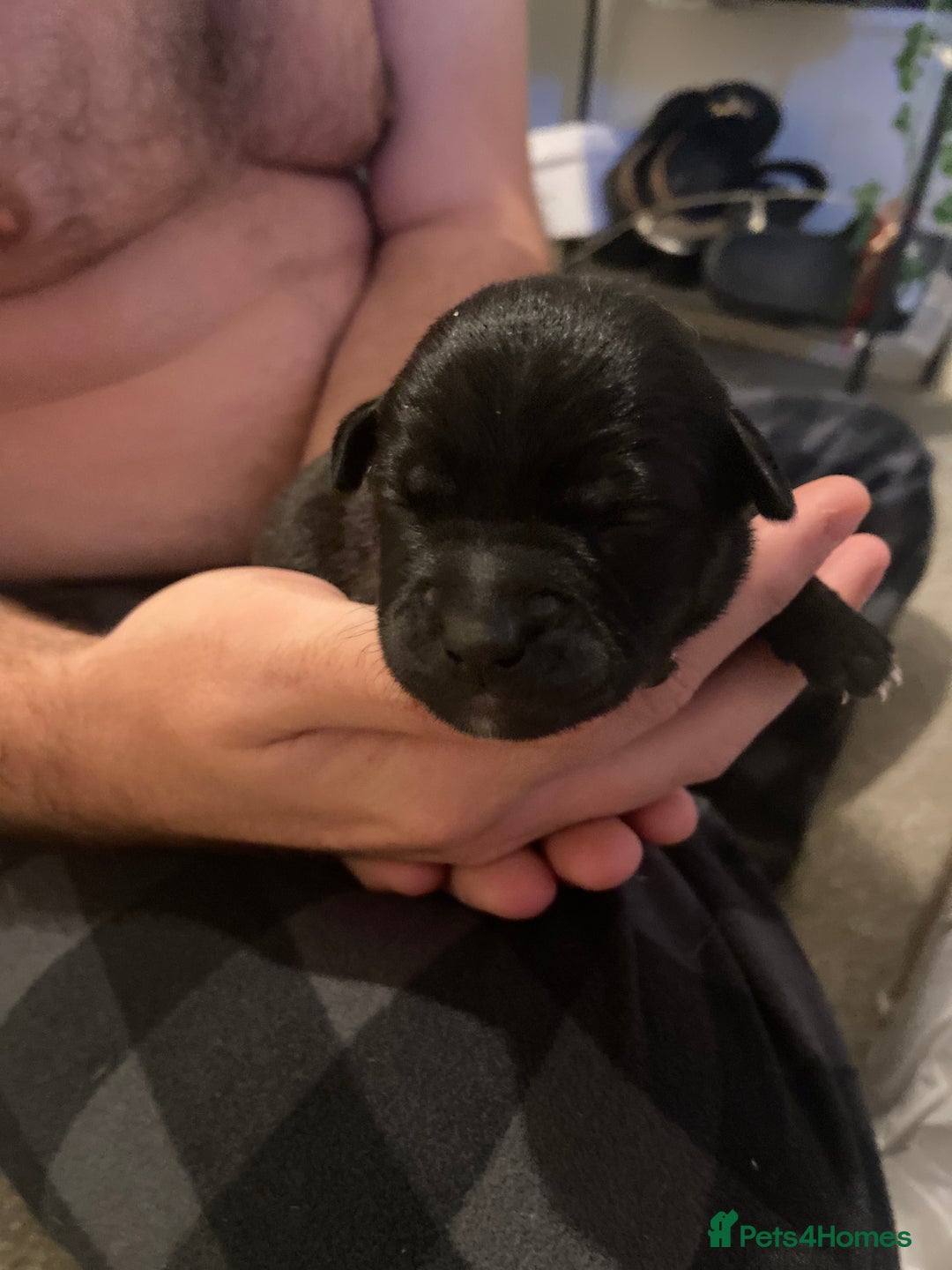 Mixed Breed dogs for sale: Staffy X puppies - Advert 12