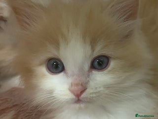 Ragdoll cats TICA mink sepia and cream ragdoll kittens - Advert 3