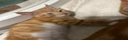 Mixed Breed cats for sale: Three beautiful ginger kittens  - Advert 10
