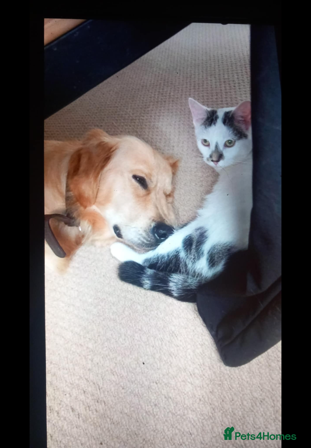 Mixed Breed dogs for sale: Beautiful chunky golden retriever x cockapoos  - Image 31