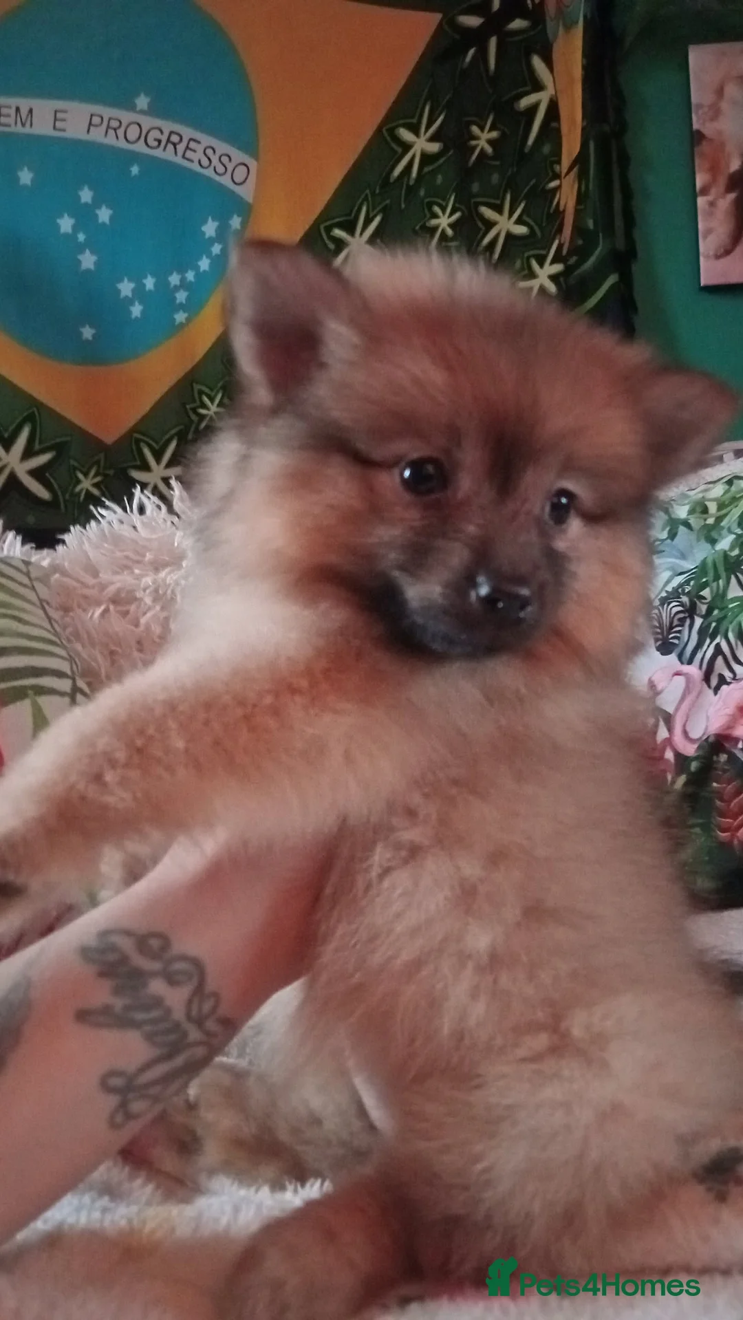 Pomeranian dogs for sale: Pomeranian fluffy bears 🐻  - Advert 8