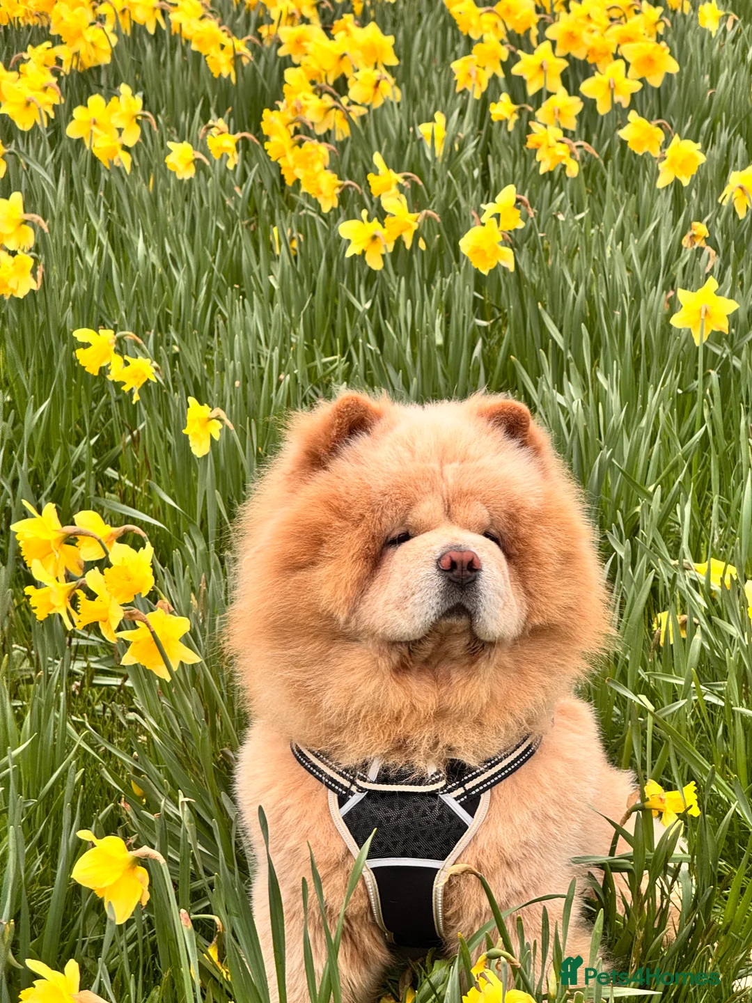 Chow Chow dogs for stud: Mickey: Charming Cream-Colored Stud in Aberdeen - Advert 2