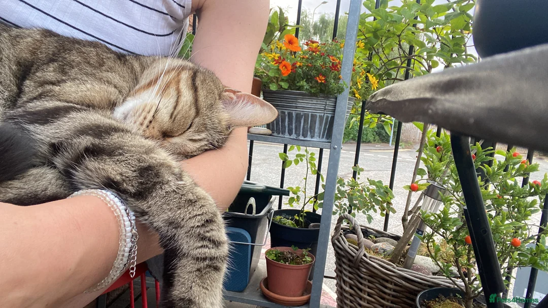 Mixed Breed cats for sale: OBI -Maine Coon/Oriental male cat - Advert 6