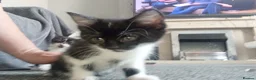 Mixed Breed cats for sale: 10 week old kittens looking for forever homes  in Newport - Advert 4