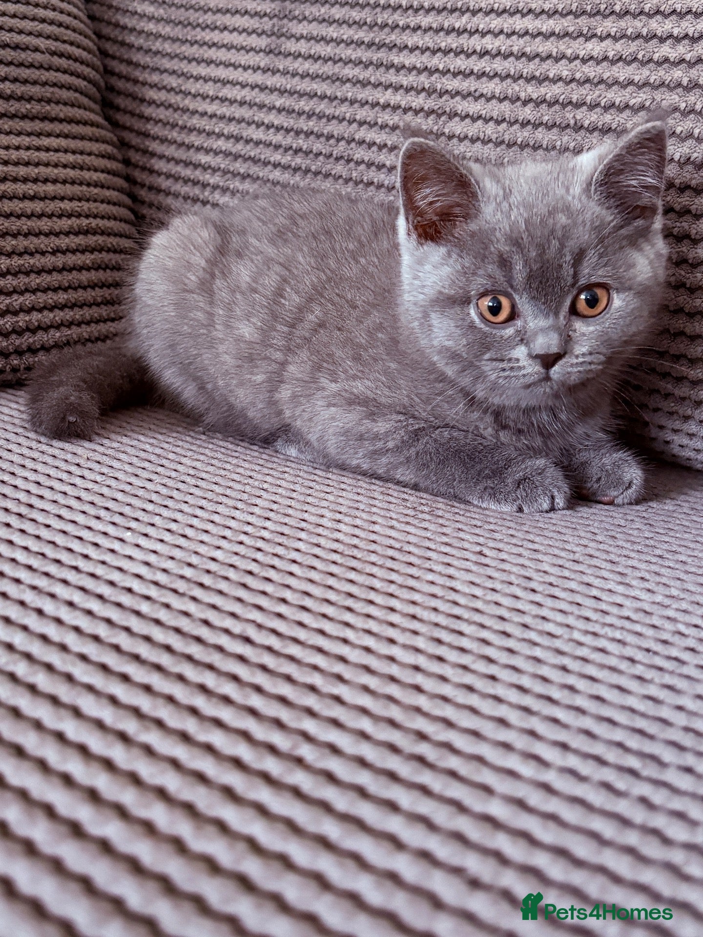 British Shorthair cats for sale: Ready Now 😻 Beautiful GCCF BSH Kittens - Advert 1