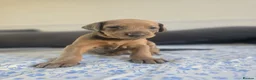 Mixed Breed dogs for sale: Doberman mix  in Nottingham - Advert 7