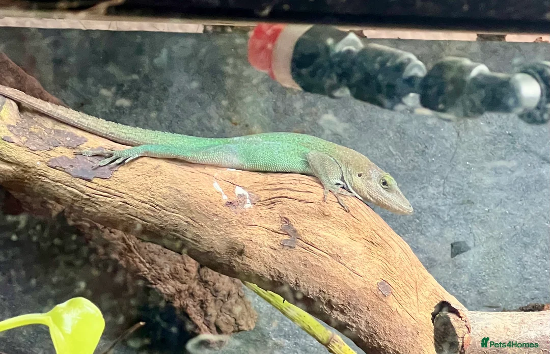 Anole reptiles for sale: Panther Anoles (Anolis Leachii) - Advert 8