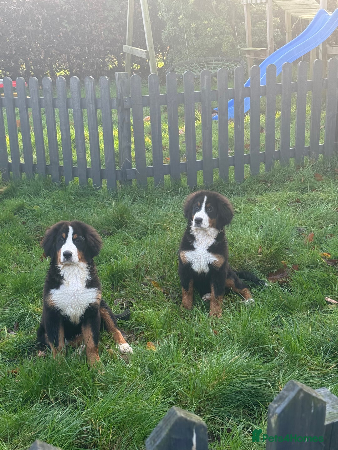 Bernese Mountain Dog dogs for sale: 2 kc reg girl Bernese mountain dog puppies  - Advert 5