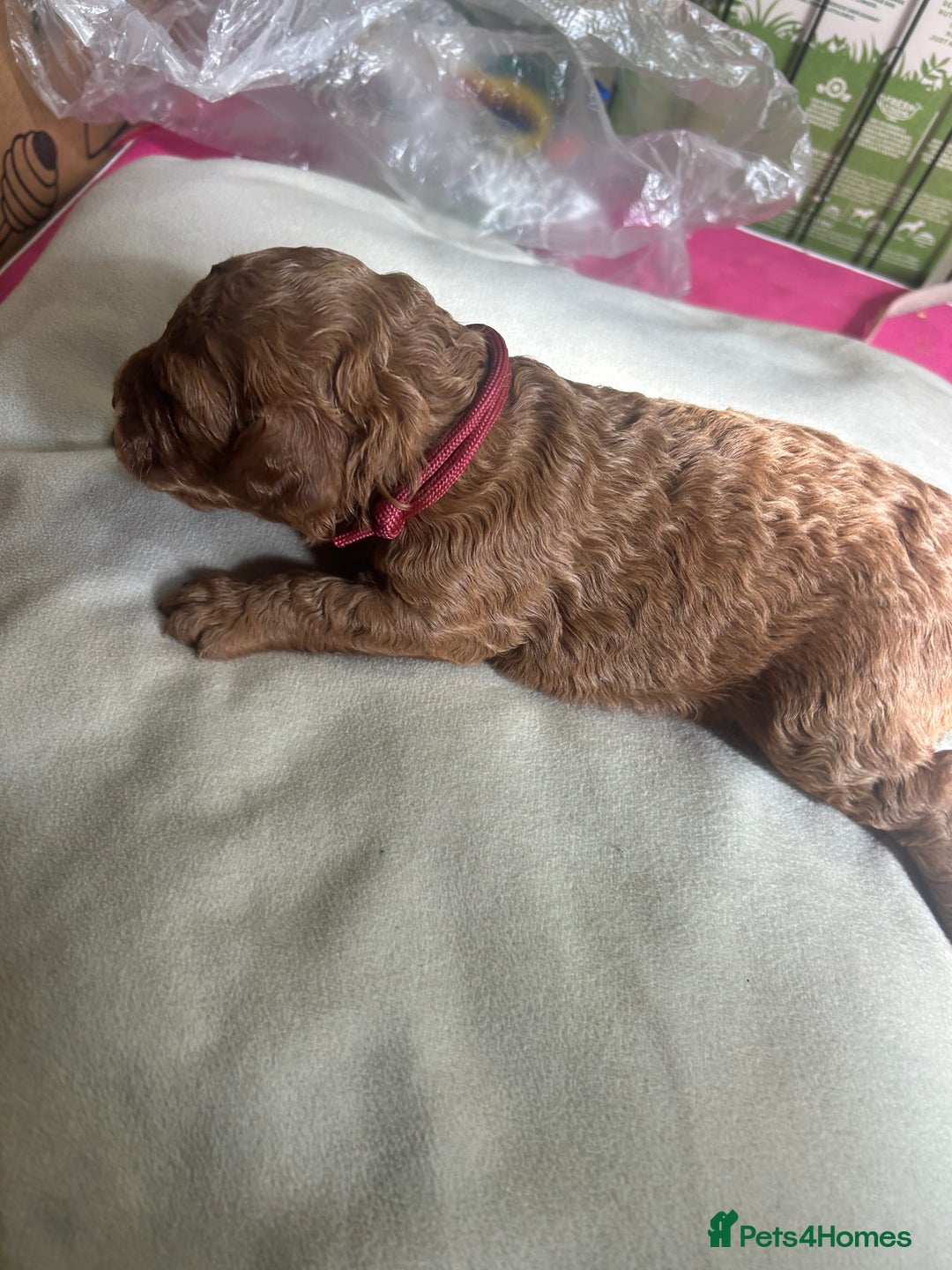 Cavapoo dogs for sale: 7 gorgeous F1b Cavapoo Puppies (4 girls & 3 boys)  - Image 10