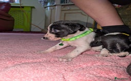 Mixed Breed dogs for sale: Saluki whippets  - Image 5