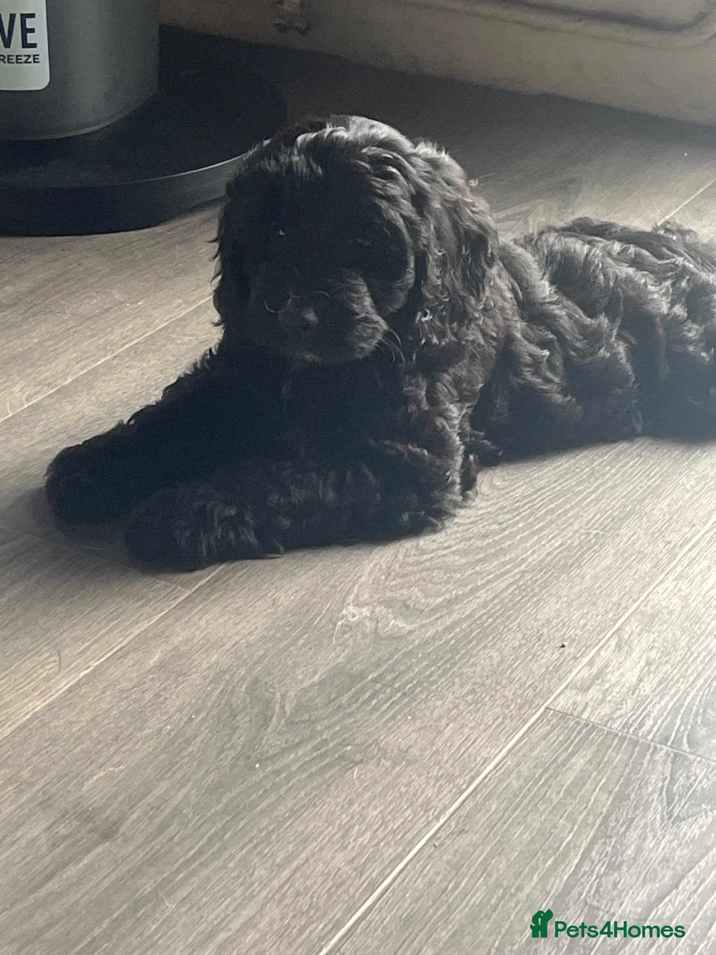 Cockapoo dogs Cockapoo’s ready now amazing smart cuddly - Advert 6