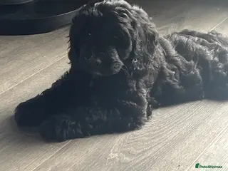 Cockapoo dogs Cockapoo’s ready now amazing smart cuddly - Advert 6
