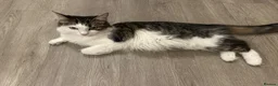 Mixed Breed cats for sale: 1 mother and 3 adorable kittens  - Advert 4