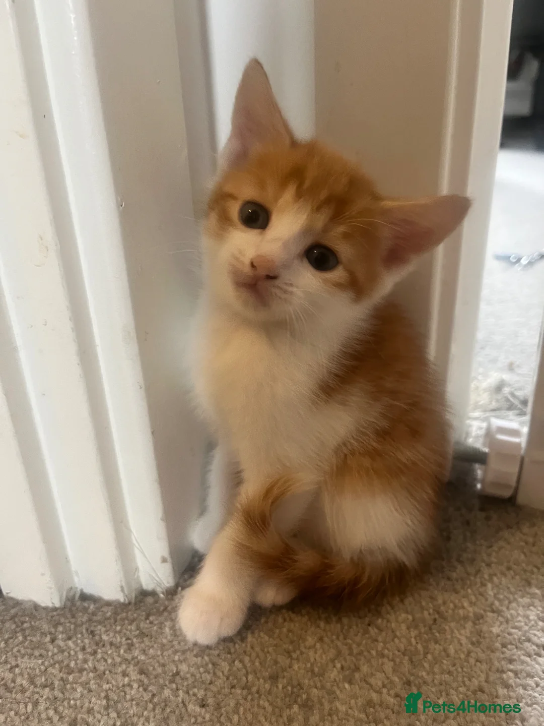 Mixed Breed cats for sale: Adorable litter of 6 kittens - Advert 11