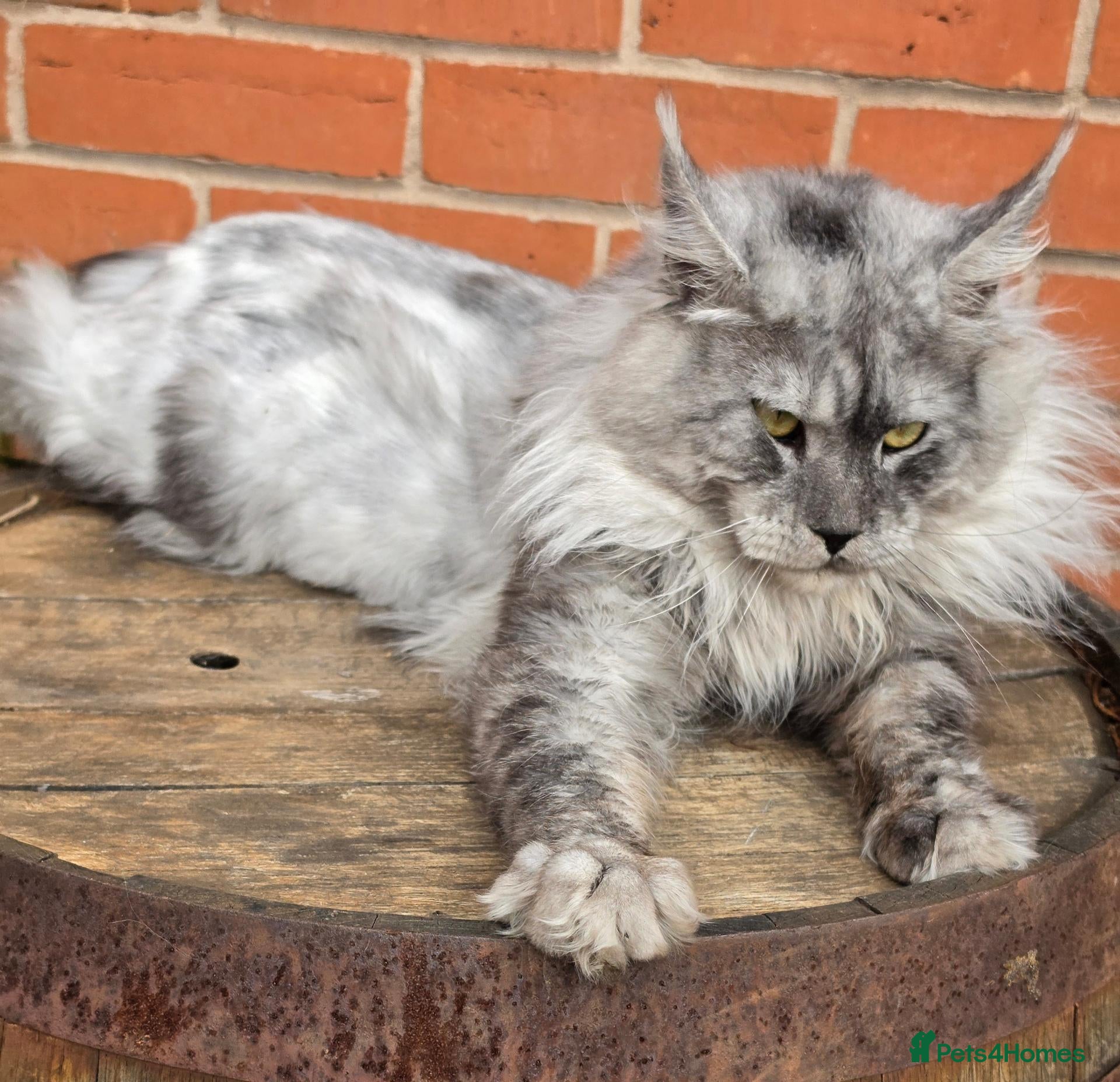 Maine Coon cats Black smoke boy from shaded line  - Advert 1
