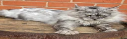 Maine Coon cats for stud: Black smoke boy from shaded line  - Advert 1