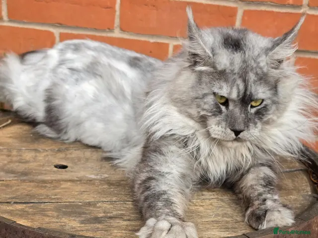 Maine Coon cats for stud: Black smoke boy from shaded line - Advert 1