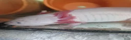 Axolotl reptiles for sale: Male and female axolotl for sale. in Lowestoft - Advert 2