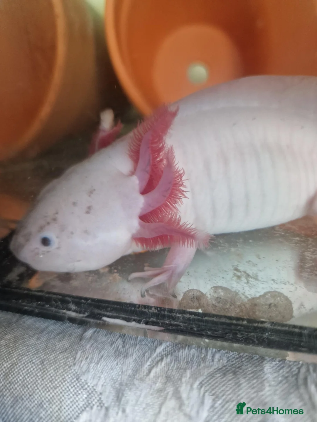 Axolotl reptiles for sale: Male and female axolotl for sale. in Lowestoft - Advert 2
