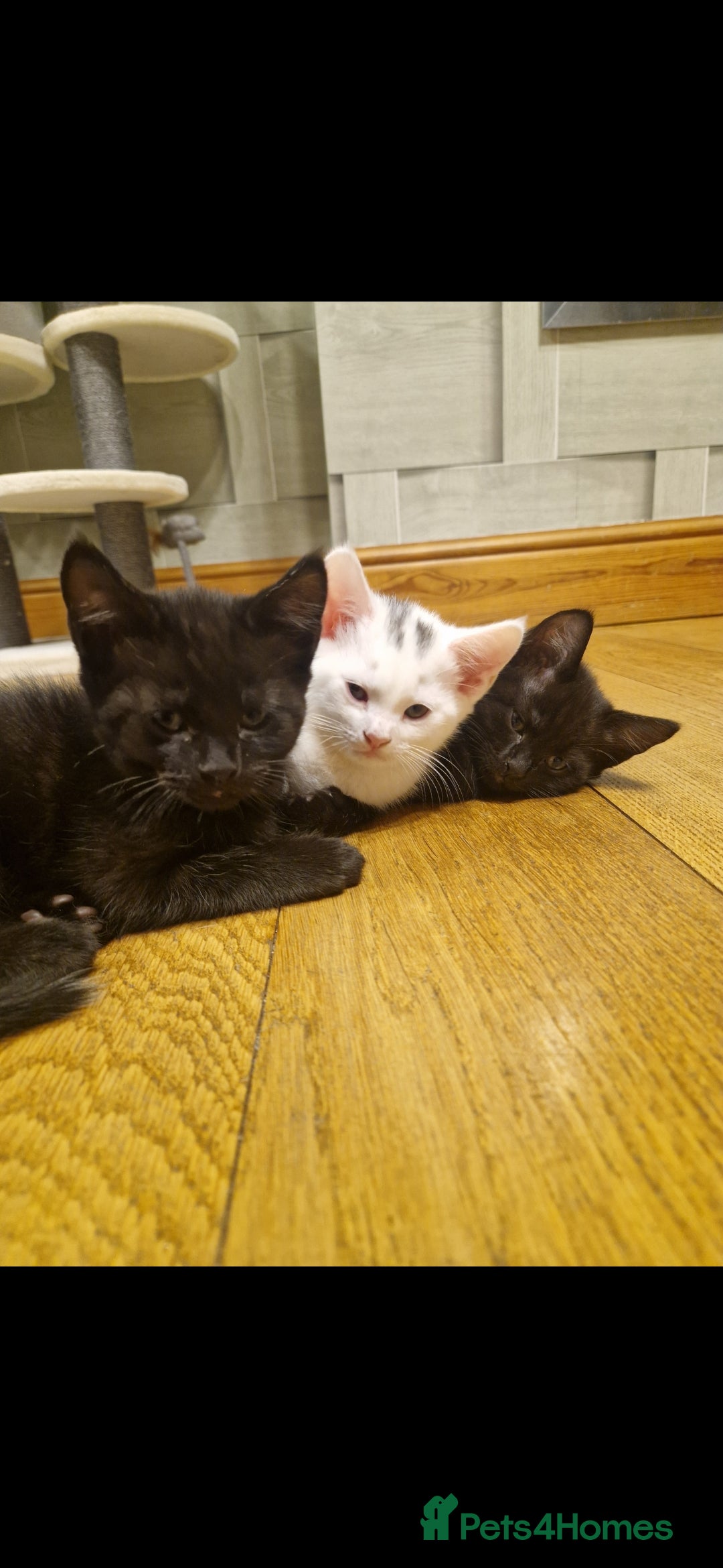 Mixed Breed cats for sale: Turkish angora x Main coon kittens ready now - Advert 4