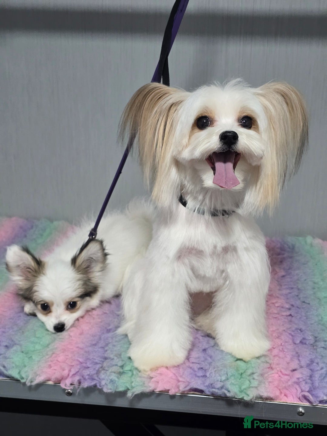 Mixed Breed dogs for sale: Papitese puppy girl - Advert 1