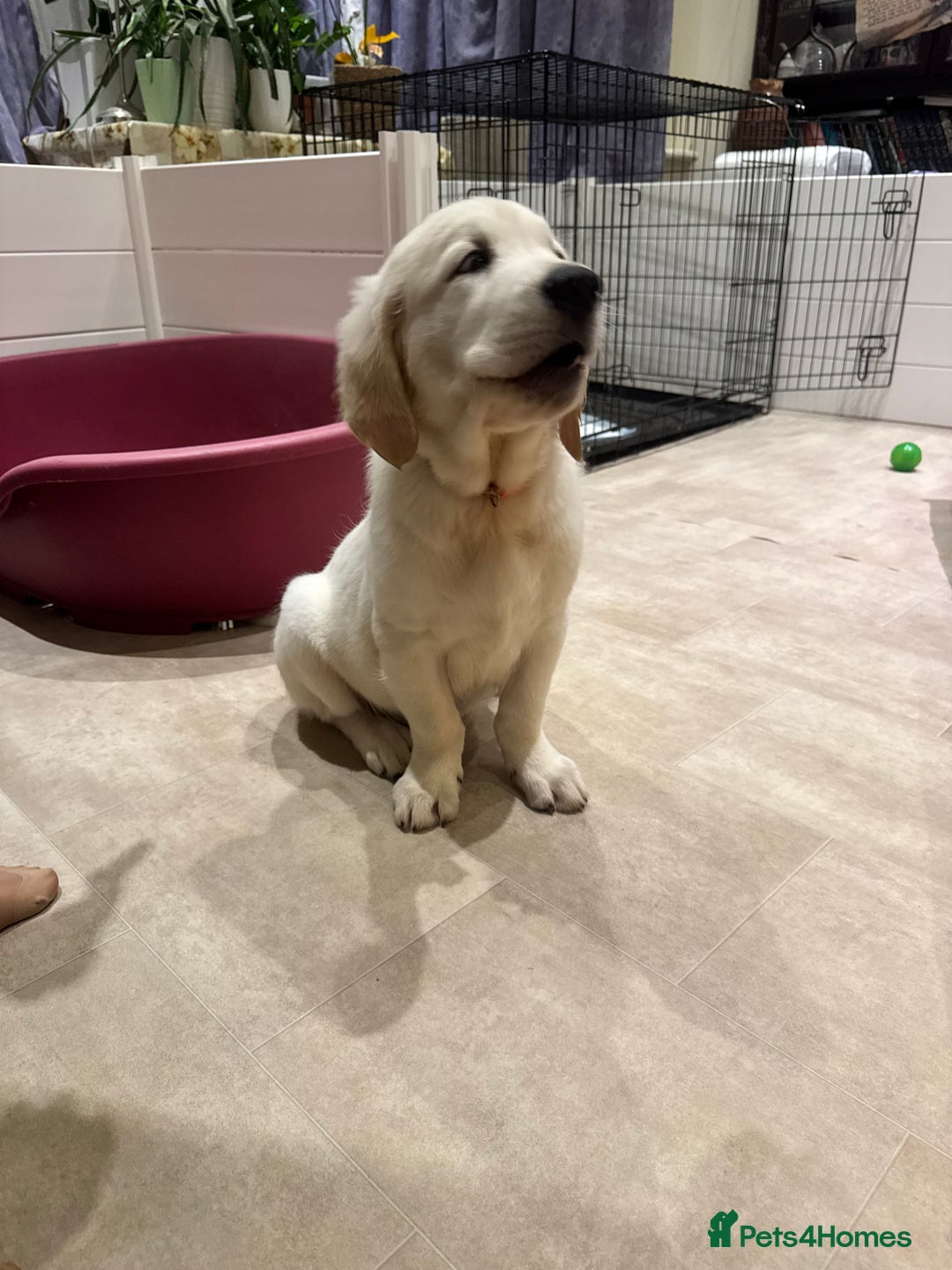 Golden Retriever dogs for sale: CREAM KC REG GOLDEN RETRIEVER TOP BLOODLINE  - Image 6