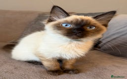 Ragdoll cats for sale: Ragdoll Kittens 😻 3 boys ready now  - Image 6